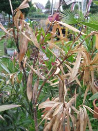 Das Bild zeigt einen Oleander mit starkem Pilzbefall